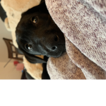 Rambo the dog