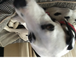 Dogs are so so so so cute