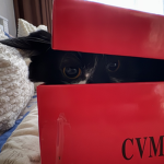 the Cat in the Red box