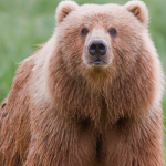 Bear bunch ……………….