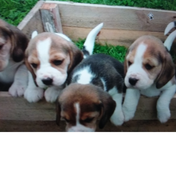 A place for people and puppies