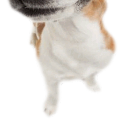 [⭐🔥] dog nextbot Nextbots Nicos Nico