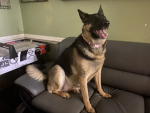 The crazy dog group from real life
