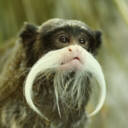 Tamrin Monkeys (hats)