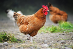 CHICKEN LOVERS123