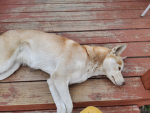 The sleeping husky group