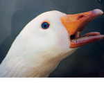 Only the goose gang