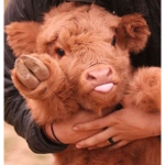 cow prints <3