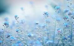Blue flower club