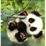 TeAmE_pAnDa