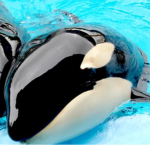 My orca squad