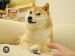 Epic Shiba Doge Group (EPIC!!!)