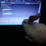 Project: Bunny