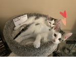Oreo and Smokey