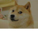 Doge chat