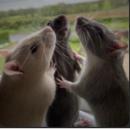 🐀
