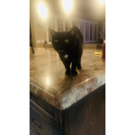 MyCatIsKind