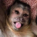 MonkeyModel