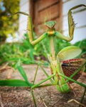 The confined kitties Praying Mantises D: