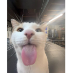 cats >