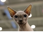 Fluffy and bald cats