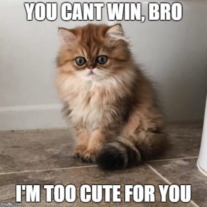 Cat Meme Roblox decal