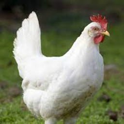 chicken world :/