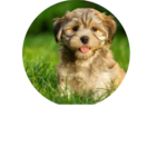 Roblox cool fan group official