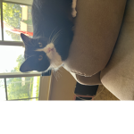 Cats for ever lots of love felines