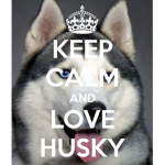 []HuskyLovers[]