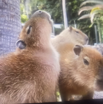 King Capybaras Unite