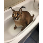 Ло хи