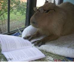 Capybaras??