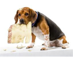 Who ate meh cookehs!?!?!?