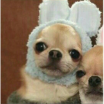 Dieguis Fans Rawr