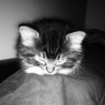 LovelyKittens>.<