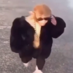Mafia Monkeys