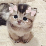 Little kittens !
