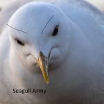 Seagull Army Only Seagull Fans