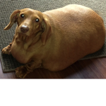 Hot dog business