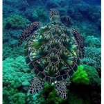 Turtle powersquad