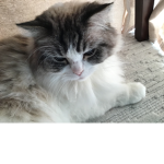We love CAT!