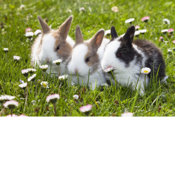 Tower of bunnies