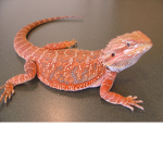 Bearded Dragon Fan Club