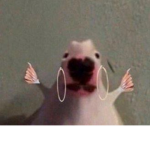 heather.rats fan group
