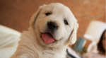 ::3~·cute puppys·~<3::
