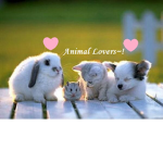 • Animal Friends! •