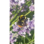 Bee Appreciation