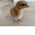 Beybi