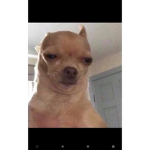 THE DOG MEME GROUP